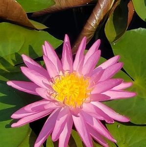 Meet your Posher, Fong